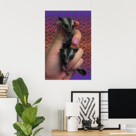 Suikereekhoornposter Poster