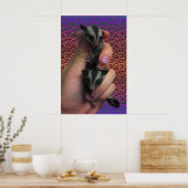 Suikereekhoornposter Poster (Keuken)