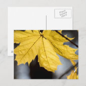 Suikeresdoorn, herfst briefkaart (Voorkant / Achterkant)