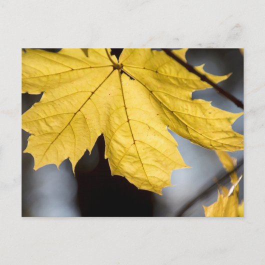 Suikeresdoorn, herfst briefkaart (Voorkant)