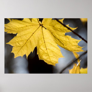 Suikeresdoorn, herfst poster