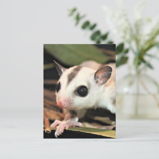 Suikerglider Briefkaart (Staand voorkant)