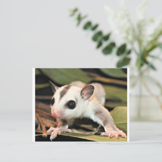 Suikerglider Briefkaart (Staand voorkant)