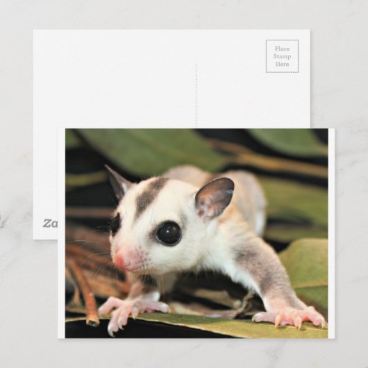 Suikerglider Briefkaart (Voorkant / Achterkant)