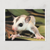 Suikerglider Briefkaart (Voorkant)