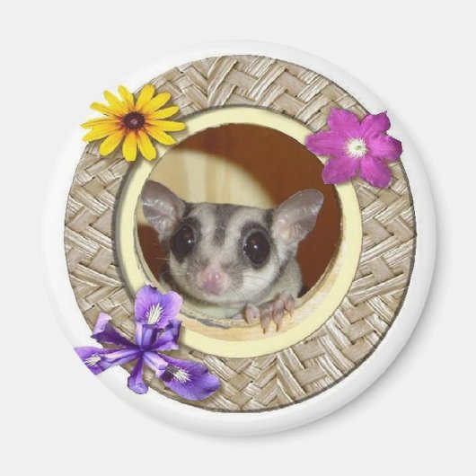 Suikerglider Magneet (Voorkant)