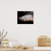Suikerglider - Petaurus breviceps Poster (Keuken)