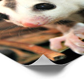 Suikerglider Poster (Hoek)
