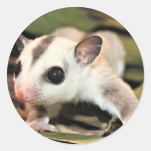 Suikerglider Ronde Sticker