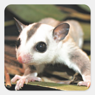Suikerglider Vierkante Sticker