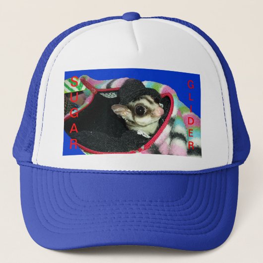 Suikerglijder die een Pet draagt (Voorkant)