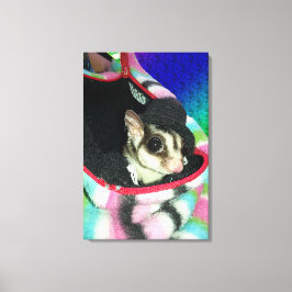 Suikerglijder die een Pet draagt Canvas Afdruk
