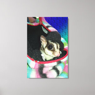 Suikerglijder die een Pet draagt Canvas Afdruk