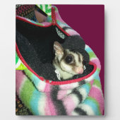 Suikerglijder die een Pet draagt Fotoplaat (Voorkant)