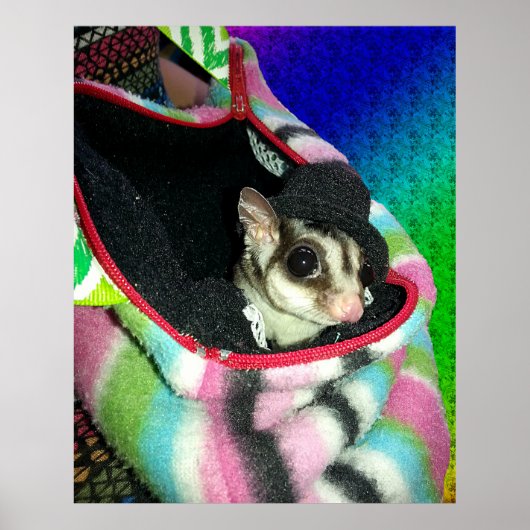 Suikerglijder die een Pet draagt Poster (Voorkant)