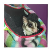 Suikerglijder die een Pet draagt Tegeltje (Voorkant)