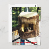 Suikerglijder in boerenveer briefkaart (Voorkant / Achterkant)