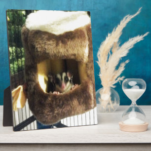 Suikerglijder in boerenveer fotoplaat