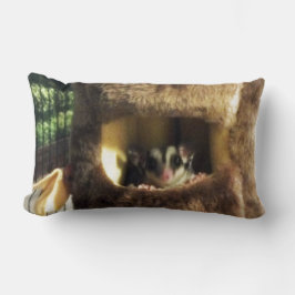 Suikerglijder in boerenveer kussen