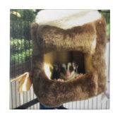 Suikerglijder in boerenveer tegeltje (Voorkant)