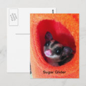 Suikerglijder in Oranje plakband Briefkaart (Voorkant / Achterkant)