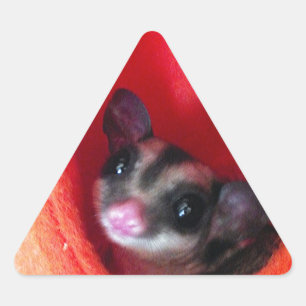 Suikerglijder in Oranje plakband Sticker