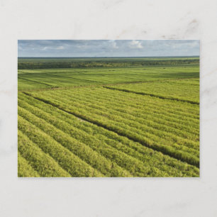 Suikerkanen, Guyana Briefkaart