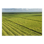 Suikerkanen, Guyana Foto Afdruk (Voorkant)