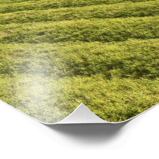 Suikerkanen, Guyana Foto Afdruk (Hoek)