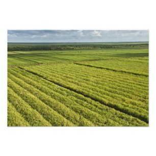 Suikerkanen, Guyana Foto Afdruk