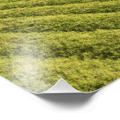 Suikerkanen, Guyana Foto Afdruk (Hoek)