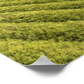 Suikerkanen, Guyana Poster (Hoek)