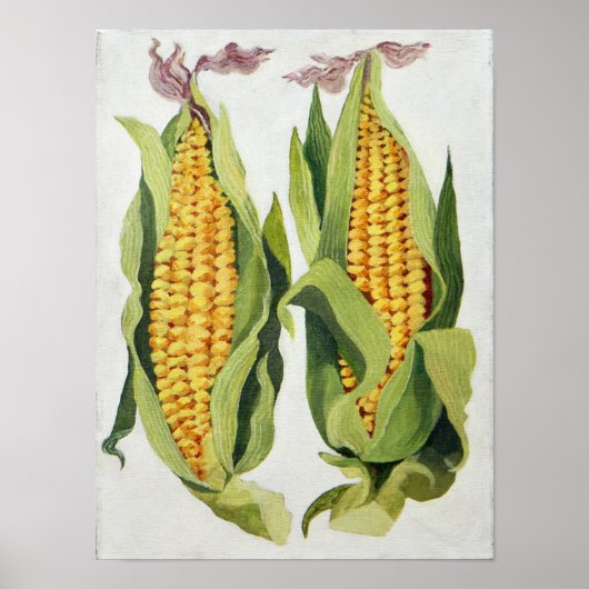 suikermaïs 2013 poster (Voorkant)