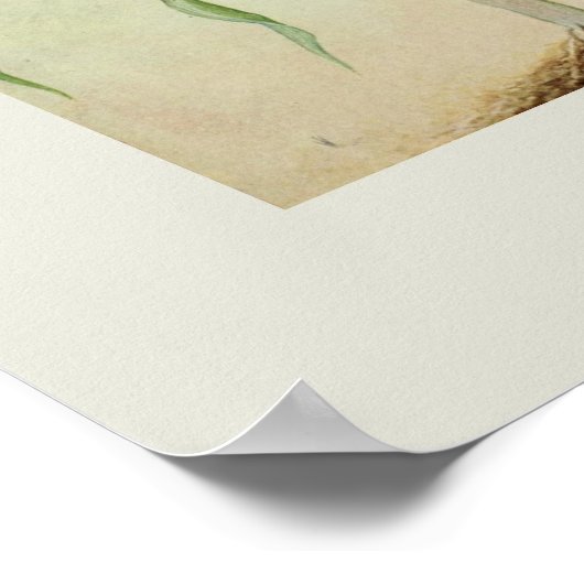 Suikermaïs Poster (Hoek)