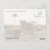 Suikerplantage op Cuba Briefkaart (Achterkant)
