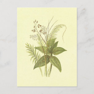 suikerriet en kaneel lithograaf briefkaart