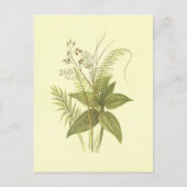 suikerriet en kaneel  lithograaf briefkaart (Voorkant)