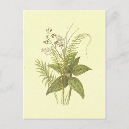 suikerriet en kaneel  lithograaf briefkaart (Voorkant)