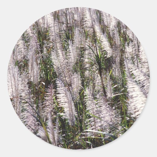 Suikerriet Ronde Sticker (Voorkant)