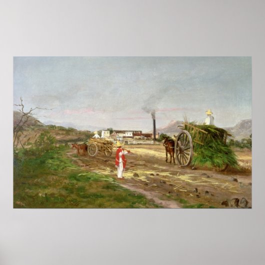 Suikerrietgewassen Poster (Voorkant)