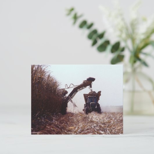 Suikerrietoogst Briefkaart (Staand voorkant)