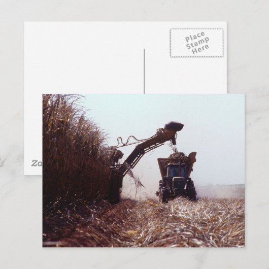 Suikerrietoogst Briefkaart (Voorkant / Achterkant)