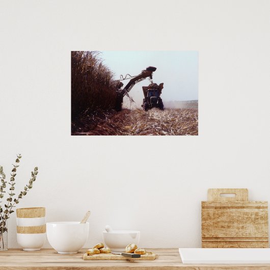 Suikerrietoogst Poster (Keuken)