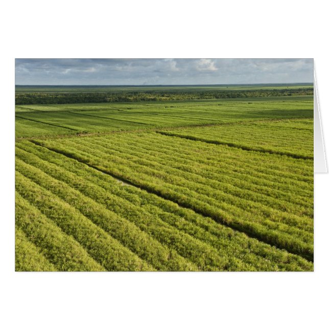 Suikerrietplantages, Guyana (Voorkant Horizontaal)