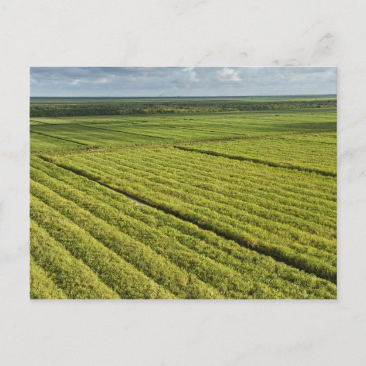 Suikerrietplantages, Guyana Briefkaart (Voorkant)