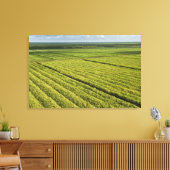 Suikerrietplantages, Guyana Canvas Afdruk (Insitu (Woonkamer))