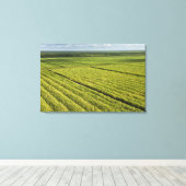 Suikerrietplantages, Guyana Canvas Afdruk (Insitu (Houten vloer))