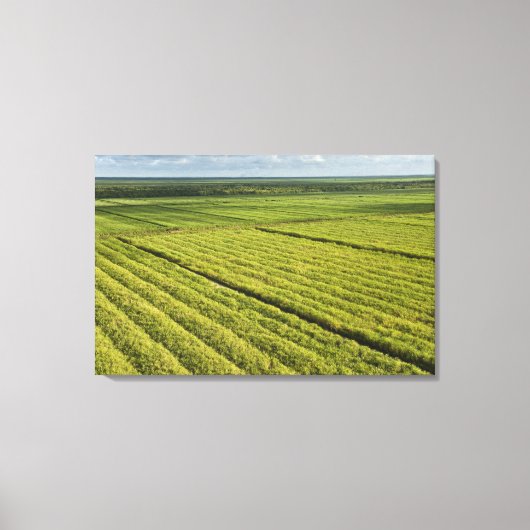 Suikerrietplantages, Guyana Canvas Afdruk (Voorkant)