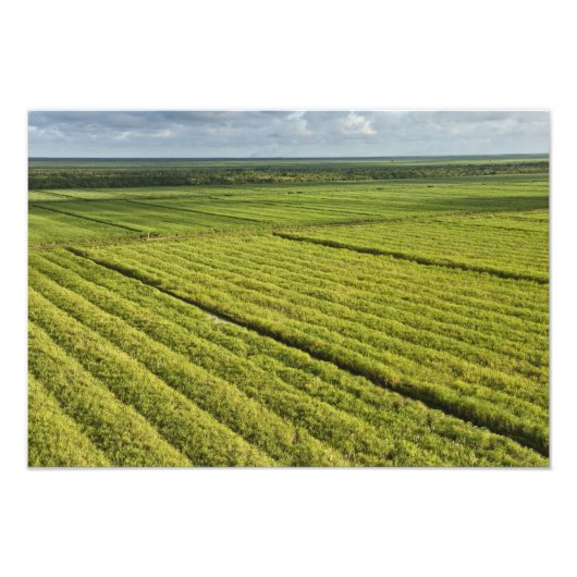 Suikerrietplantages, Guyana Foto Afdruk (Voorkant)
