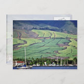 Suikerrietvelden - Lahaina, Maui Briefkaart (Voorkant / Achterkant)